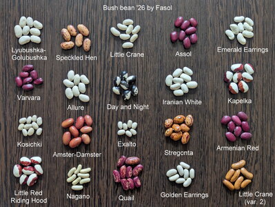 bean-01.jpg
