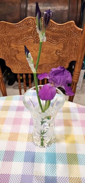 Grape soda iris, 04-30-26.jpg