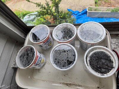 First tomato seed emergence, 05-04-26, #2.jpg