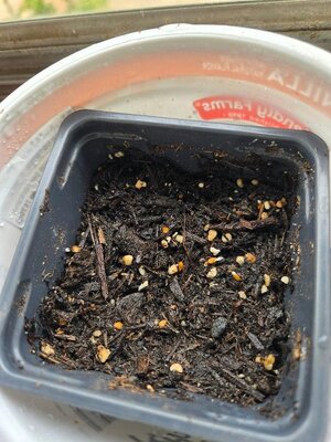 First tomato seed emergence, 05-04-26, #1.jpg