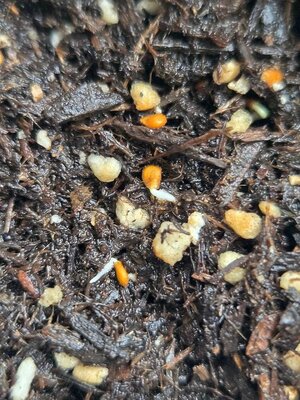 First tomato seed emergence, 05-04-26, #3.jpg
