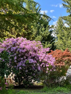 IMG_3037.jpeg