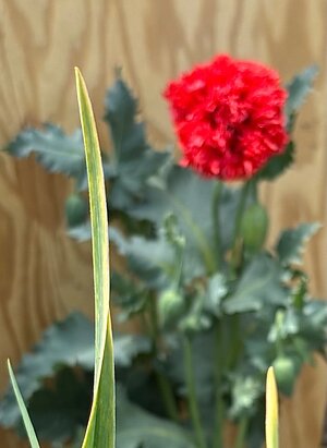 IMG_1607.jpeg