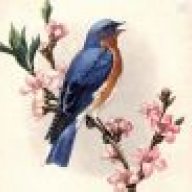 bluebird