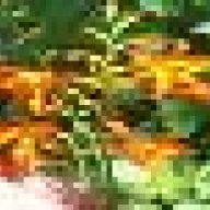 Chicks_N_Horses