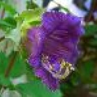 Lavender2