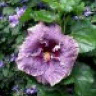 flgardengirl