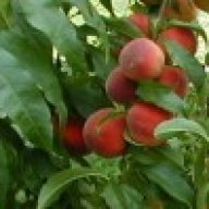 farmfresh