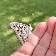 naturenerd