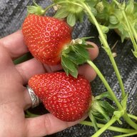 oxbow farm