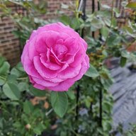 GardenGirl165