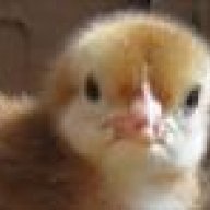 CityClucks