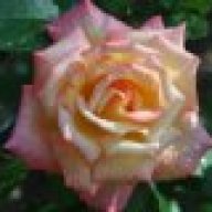 Rugosa1