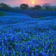 Bluebonnet