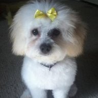 mydogdory