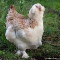 Organicbychoice
