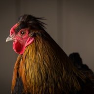 chicken4prez