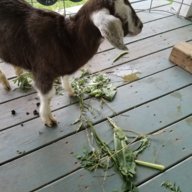 Accidental goat mom