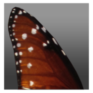Zglyph