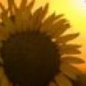 *Sunflower*Girl*