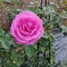 GardenGirl165