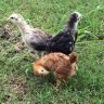 chickensandagarden