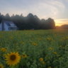 LankoszFarm
