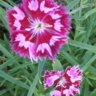 Clovepink