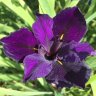 Purple Iris