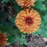 Pretty Plant