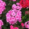 flocksofphlox