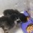 chiknwhisperer