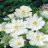 rosehunter8