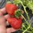 oxbow farm