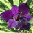 Purple Iris