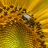 Honey Bee